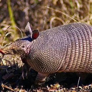 テキサスで出会えるユニークな野生動物たち！自然の中で見つけよう！