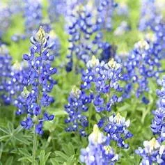北テキサスの気候とユニークな植物は？