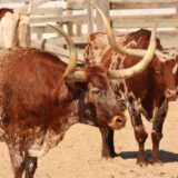 移住して初めての冬支度：テキサスの暖房事情と注意点