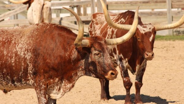 移住して初めての冬支度：テキサスの暖房事情と注意点